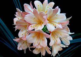 Pink Rose & Peony Cascade - Image 3