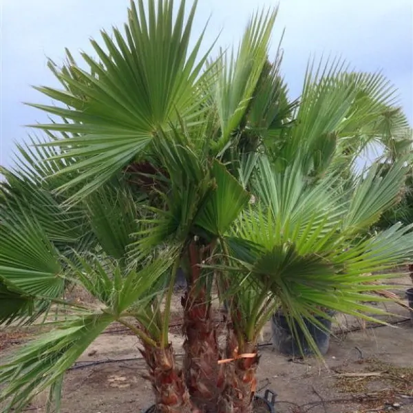 Vintage Rose & Baby’s Breath - Image 3