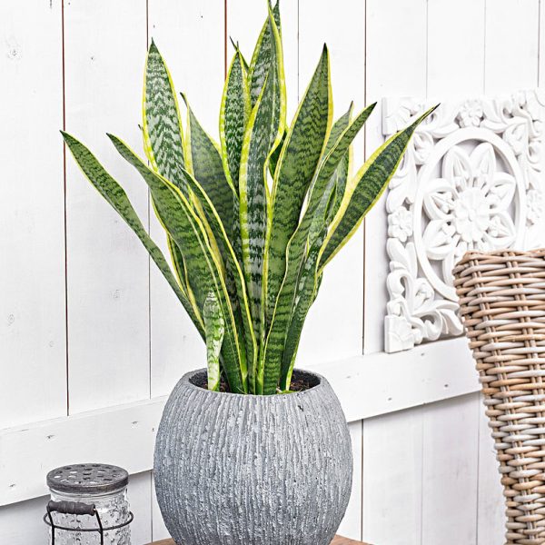 Exotic Flamingo Lily