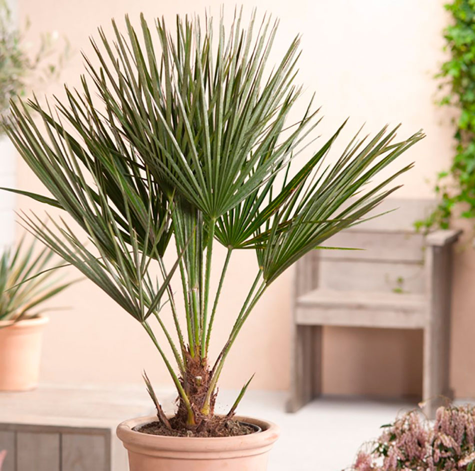 Royal Red Dahlia Bouquet - Image 4