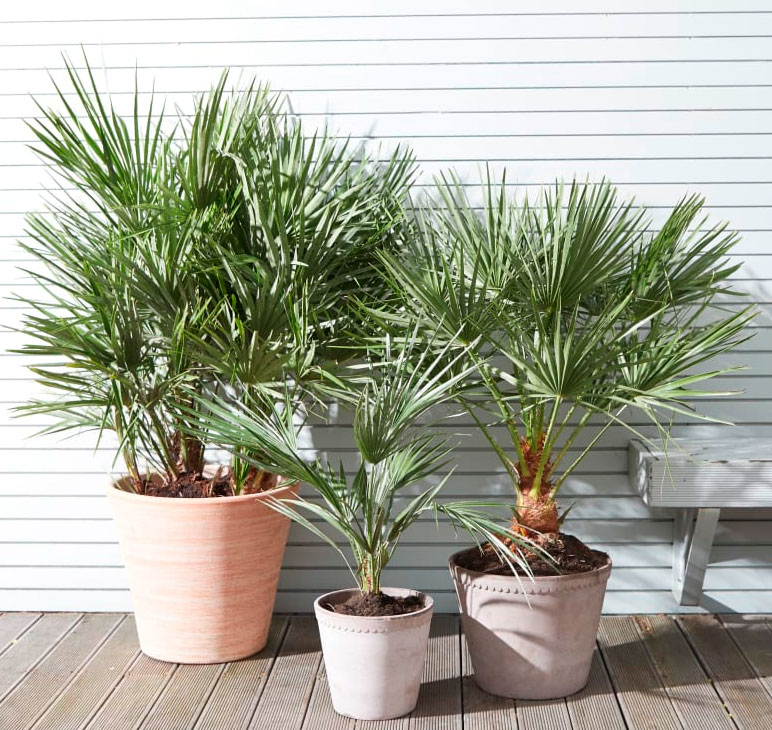 Royal Red Dahlia Bouquet - Image 3