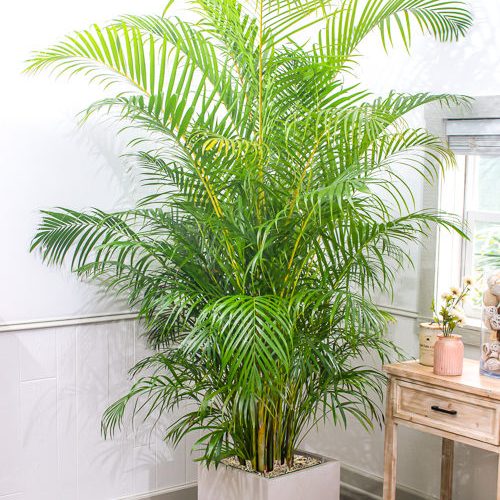 Sweet Summer Peonies