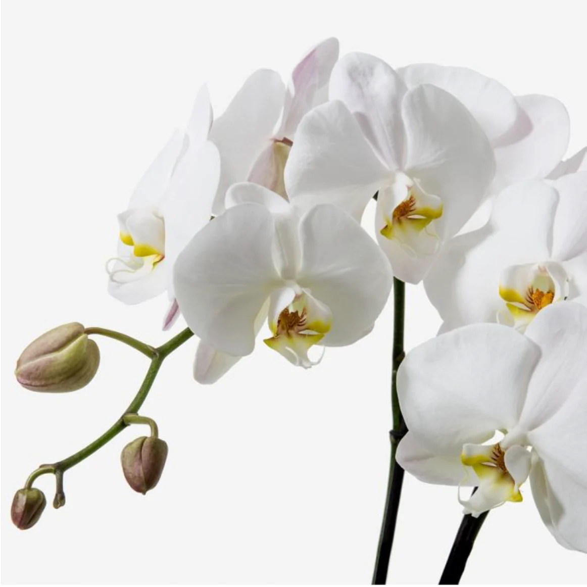 Rose & Carnation Garden