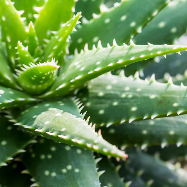 Rustic Lavender & Wheat