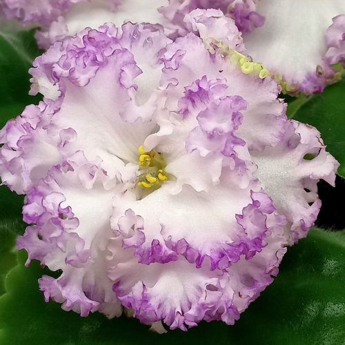 Frosted Holly & Berry Arrangement