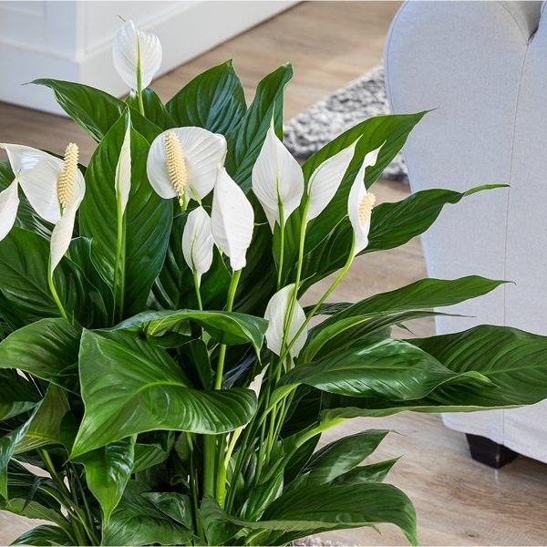 Lavender & Lily Bouquet